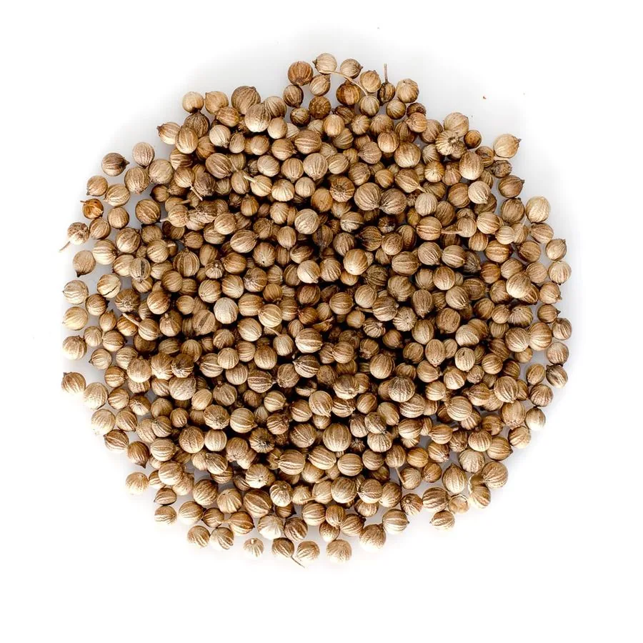 Sortex-cleaned Indian coriander seeds for spice blenders and oleoresin extractors