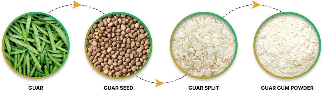 Guar processing stages: guar pods, guar seed, guar split, guar gum powder