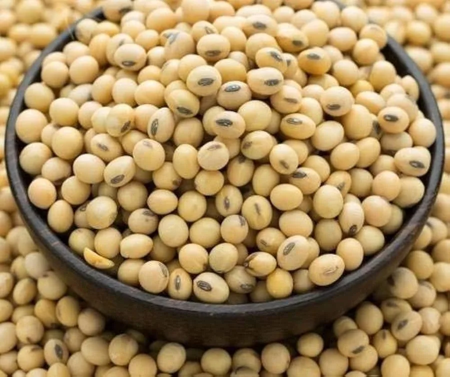Textured soy protein (TSP) chunks &mdash; 50-55% protein for plant-based food applications