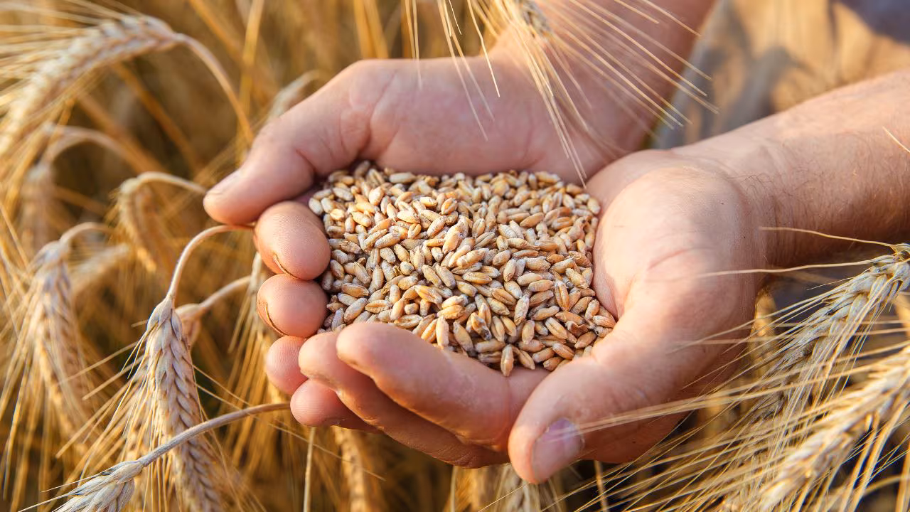 Wheat Grains