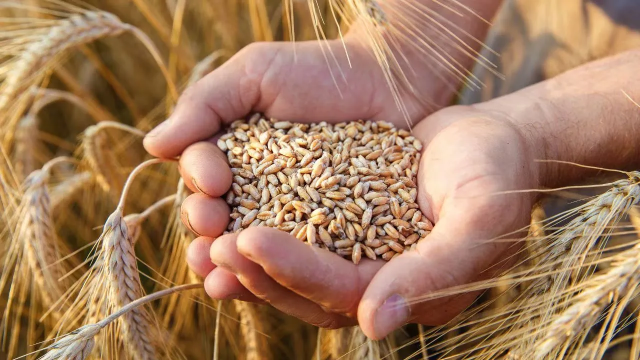 Indian milling-grade wheat for bulk export